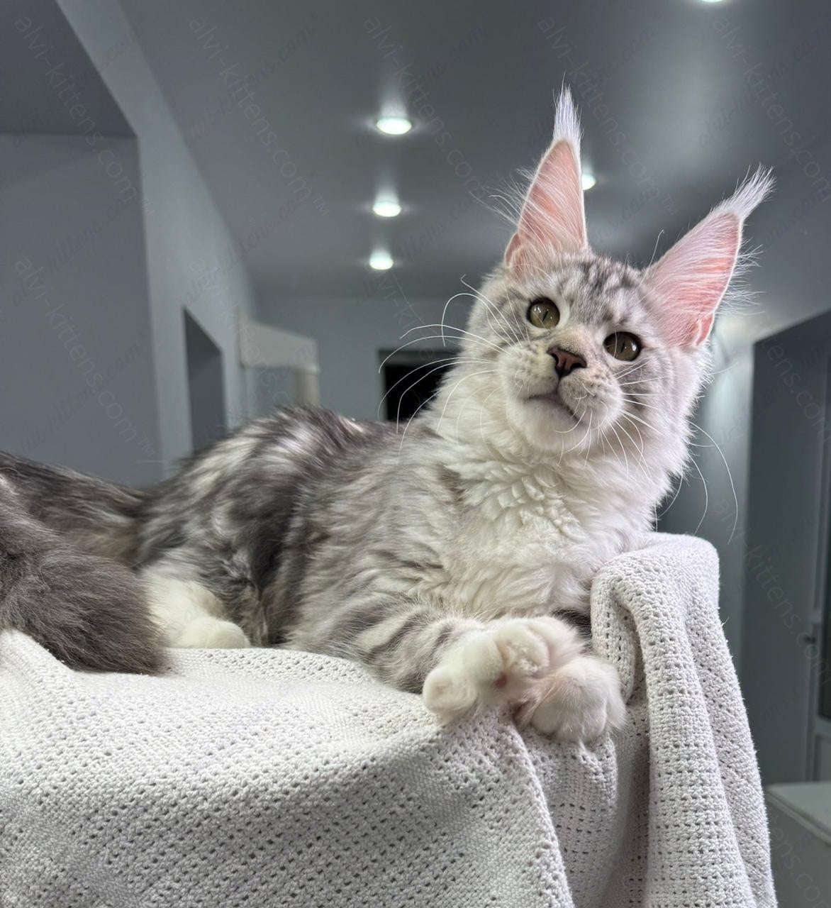 Maine Coon Kitten Name "Vandergraff"