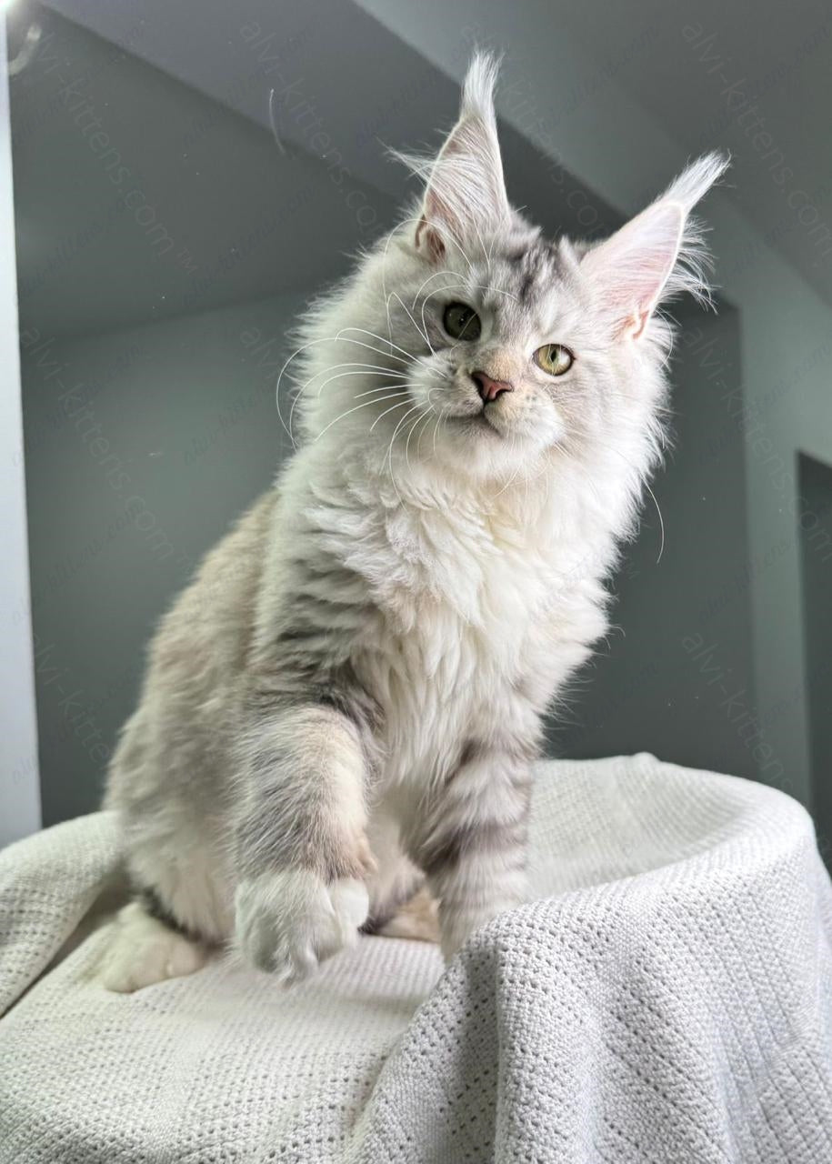 Maine Coon Kitten Name "Vector"