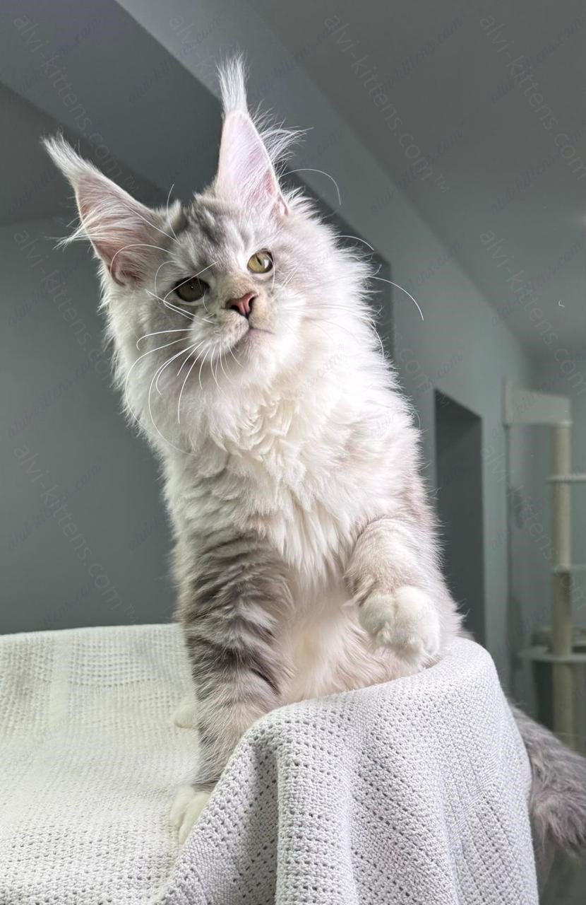 Maine Coon Kitten Name "Vector"