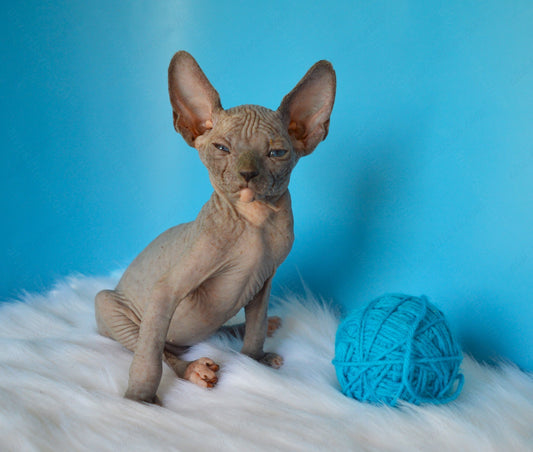 Canadian Sphynx Kitten "CSm-018" DBE