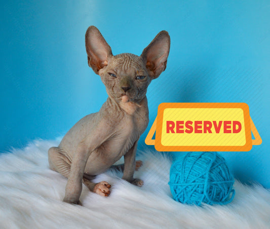 Canadian Sphynx Kitten "CSm-018" DBE