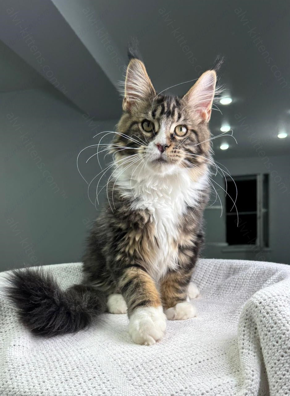 Maine Coon Kitten Name "Xanter"