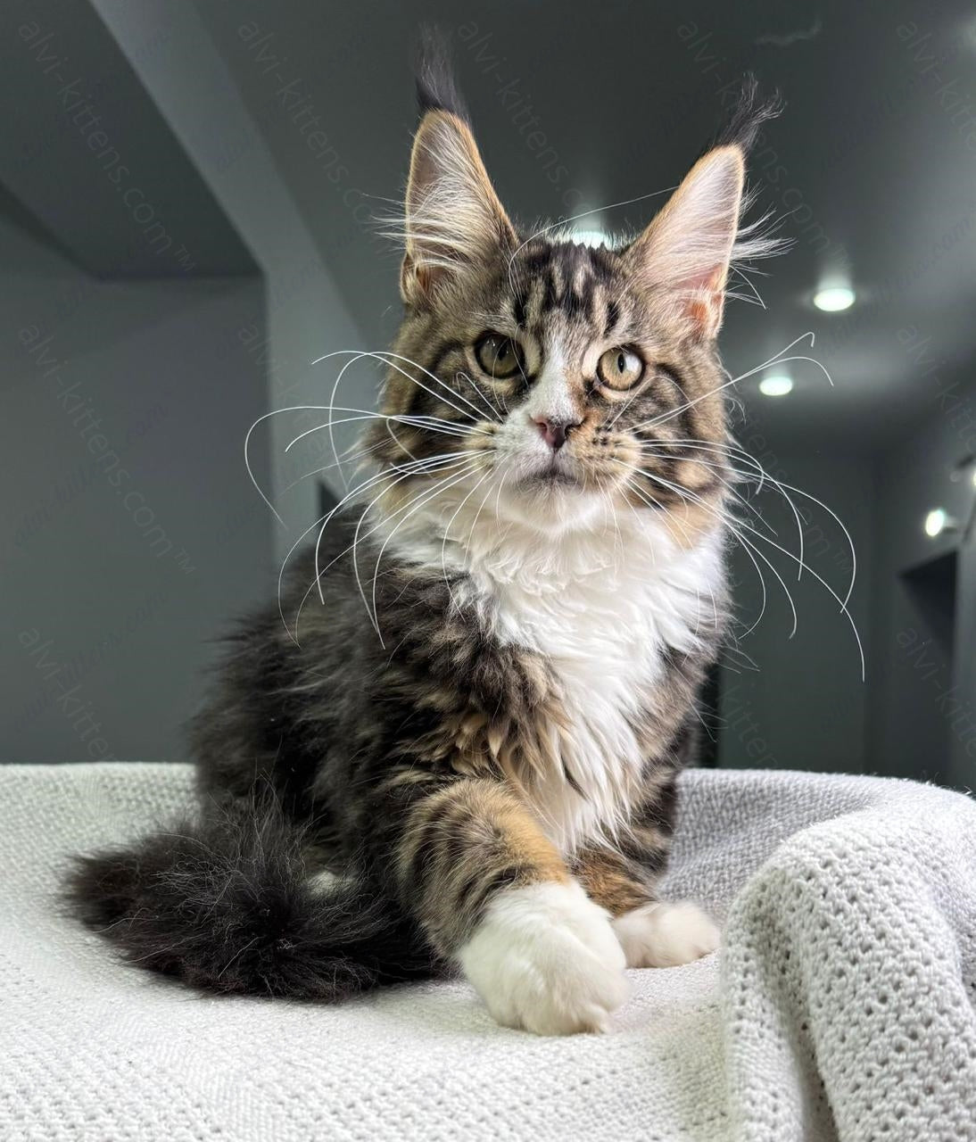 Maine Coon Kitten Name "Xanter"