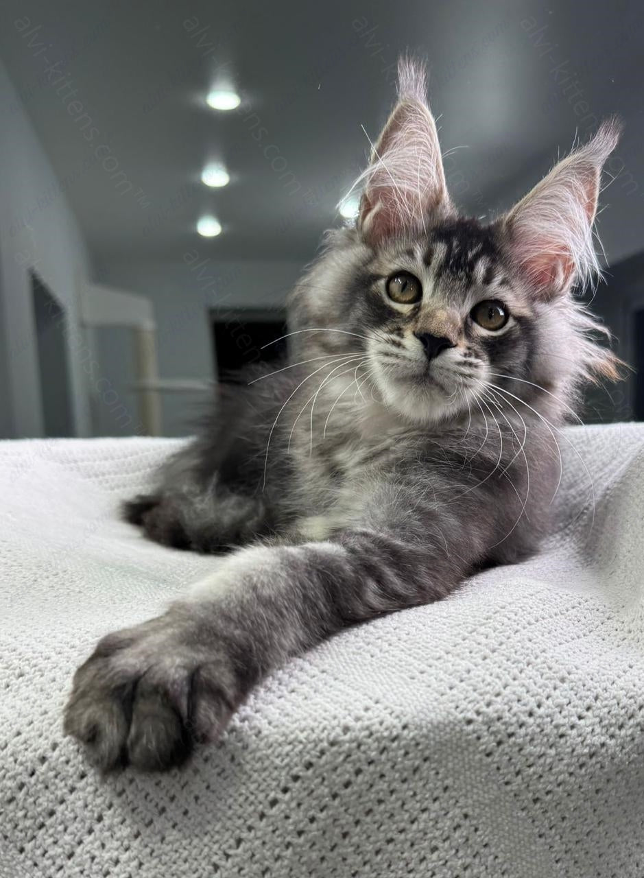 Maine Coon Kitten Name "Forest Hunter"