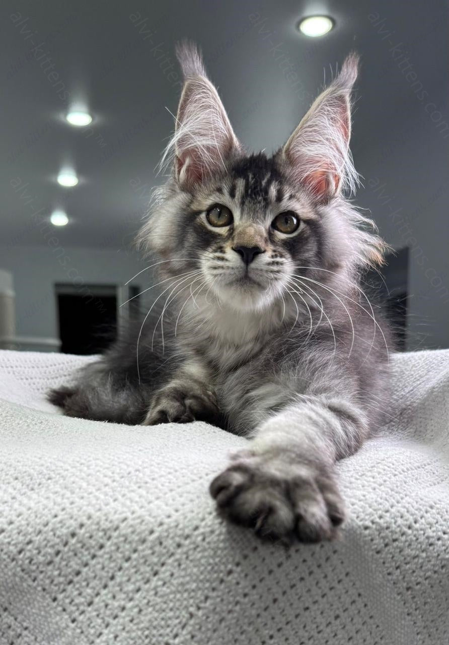 Maine Coon Kitten Name "Forest Hunter"