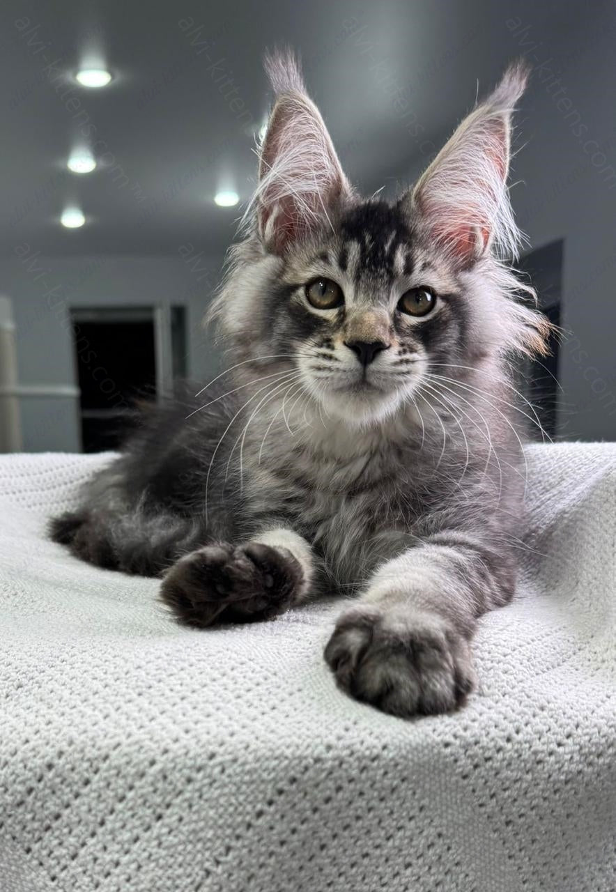 Maine Coon Kitten Name "Forest Hunter"