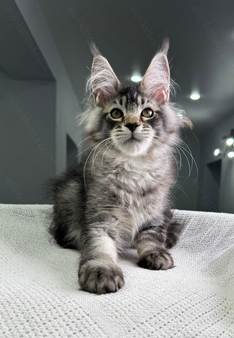 Maine Coon Kitten Name "Forest Hunter"