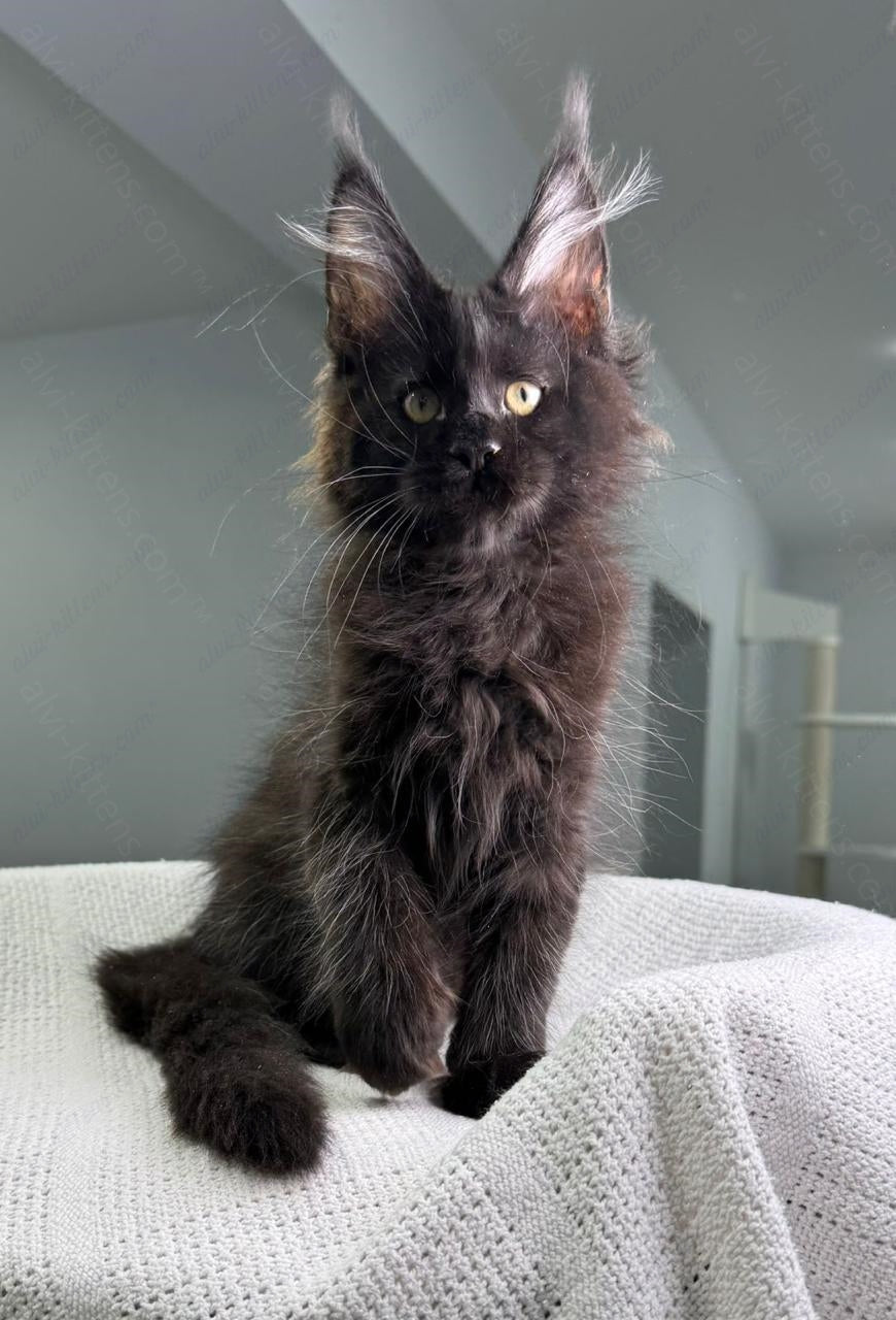 Maine Coon Kitten Name "Imperator"