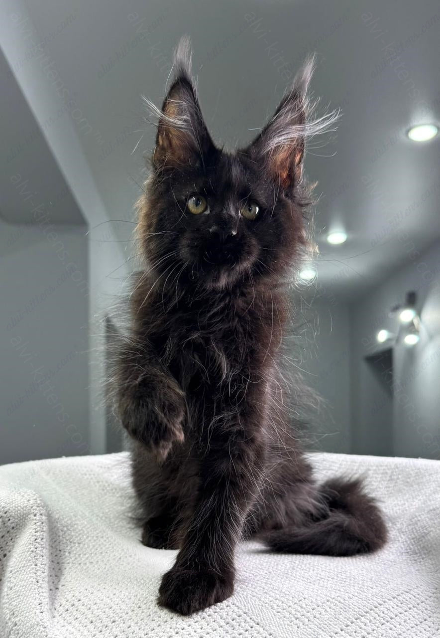 Maine Coon Kitten Name "Imperator"