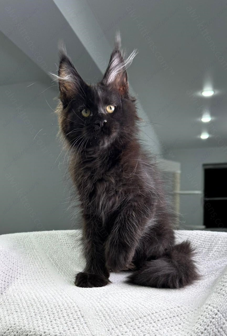 Maine Coon Kitten Name "Imperator"