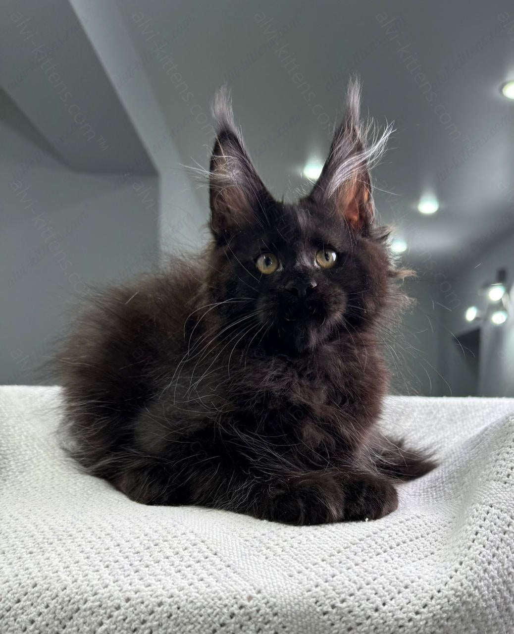 Maine Coon Kitten Name "Imperator"