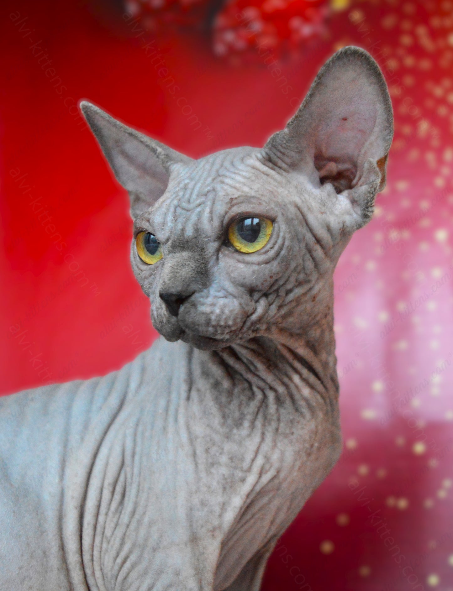 Canadian Sphynx Kitten "CSf-020"