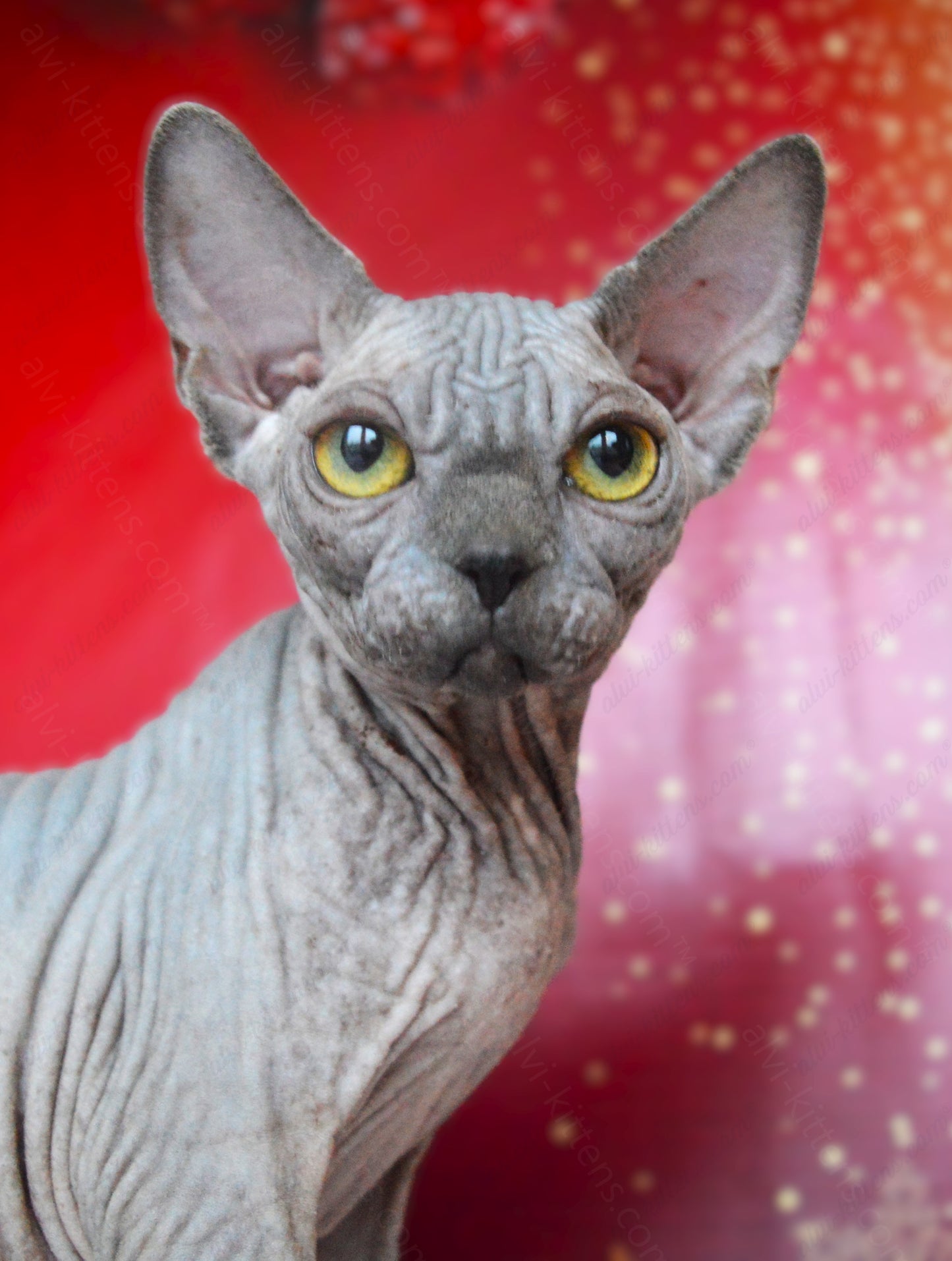 Canadian Sphynx Kitten "CSf-020"