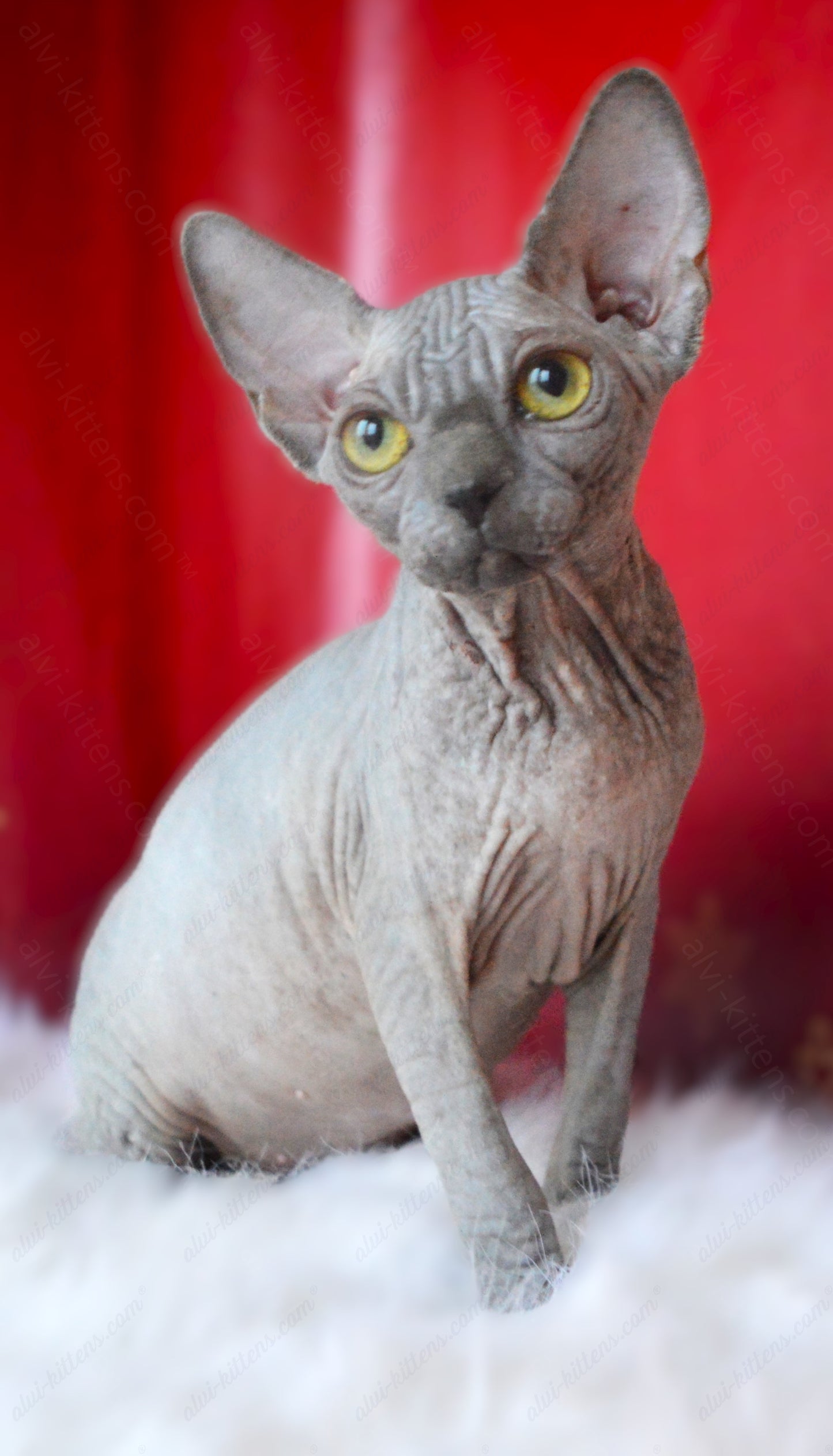 Canadian Sphynx Kitten "CSf-020"