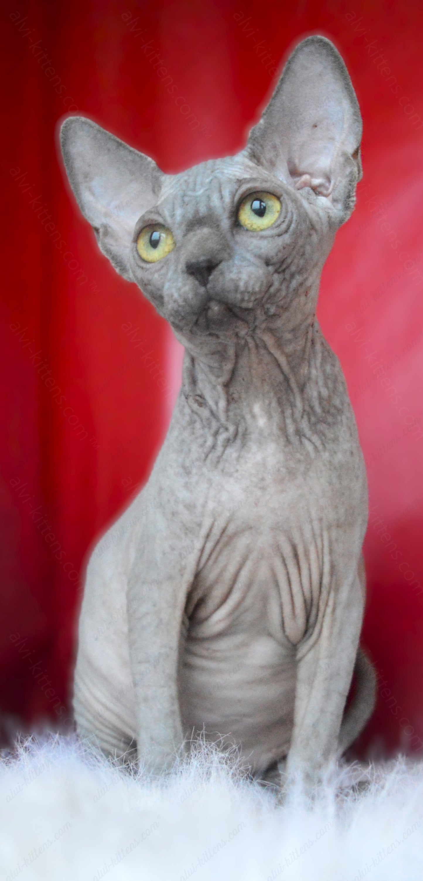 Canadian Sphynx Kitten "CSf-020"