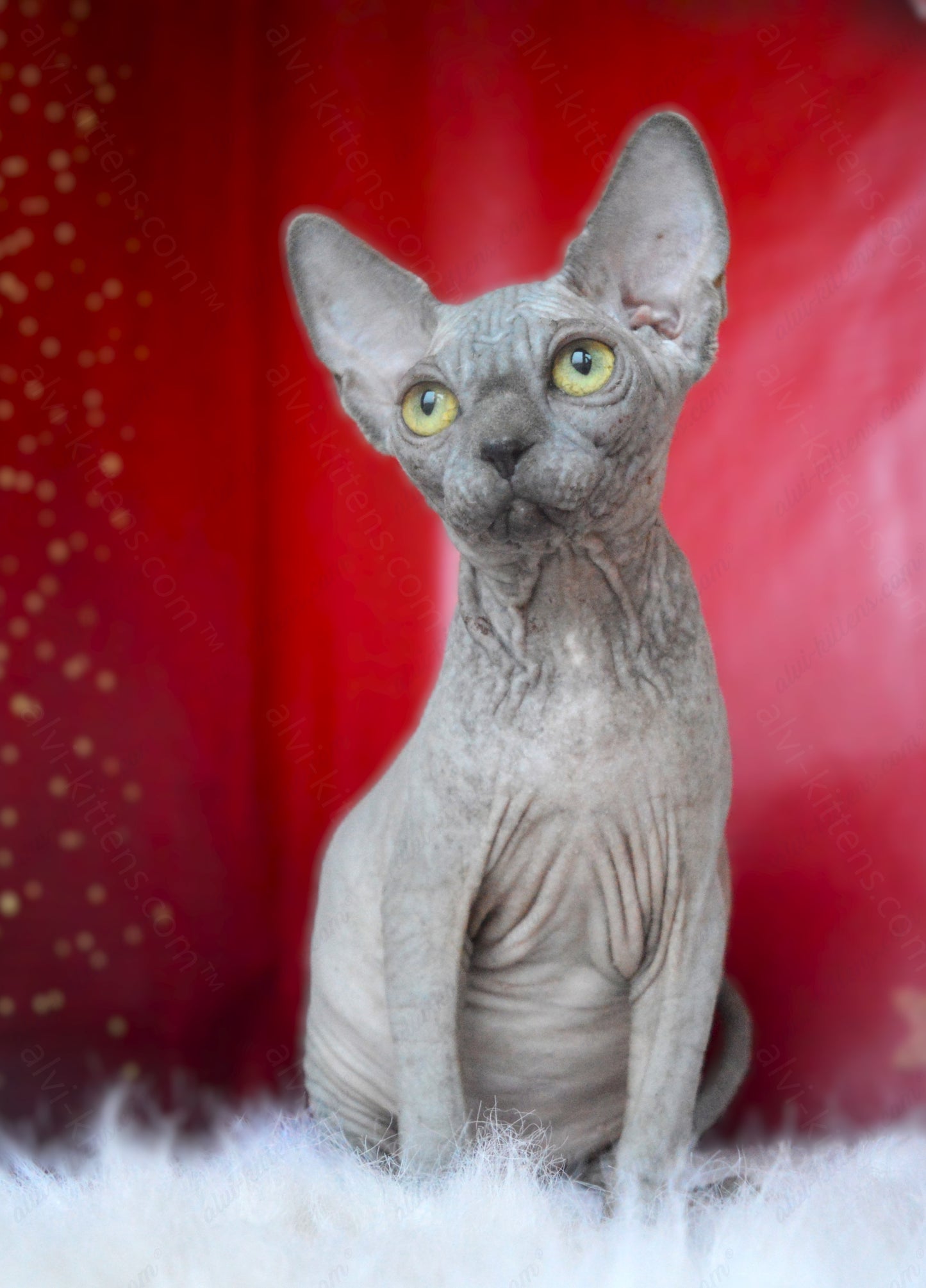 Canadian Sphynx Kitten "CSf-020"