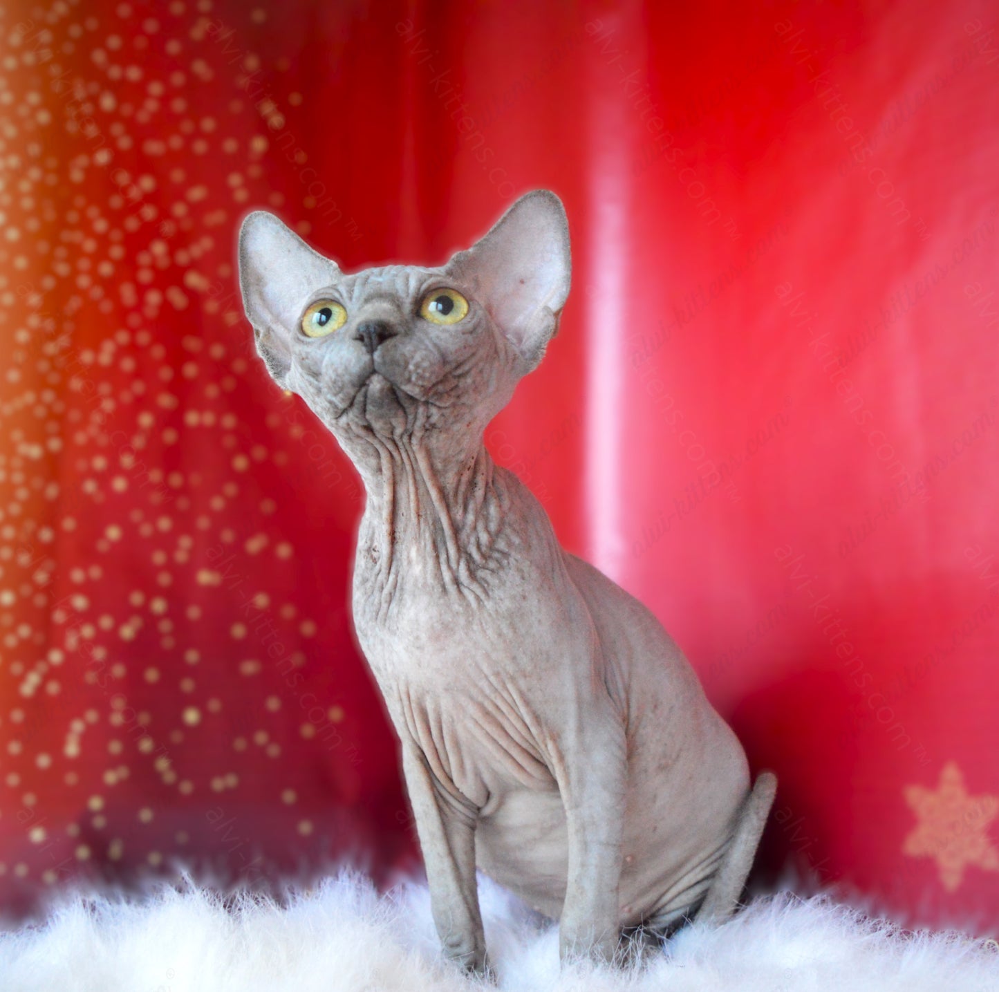 Canadian Sphynx Kitten "CSf-020"