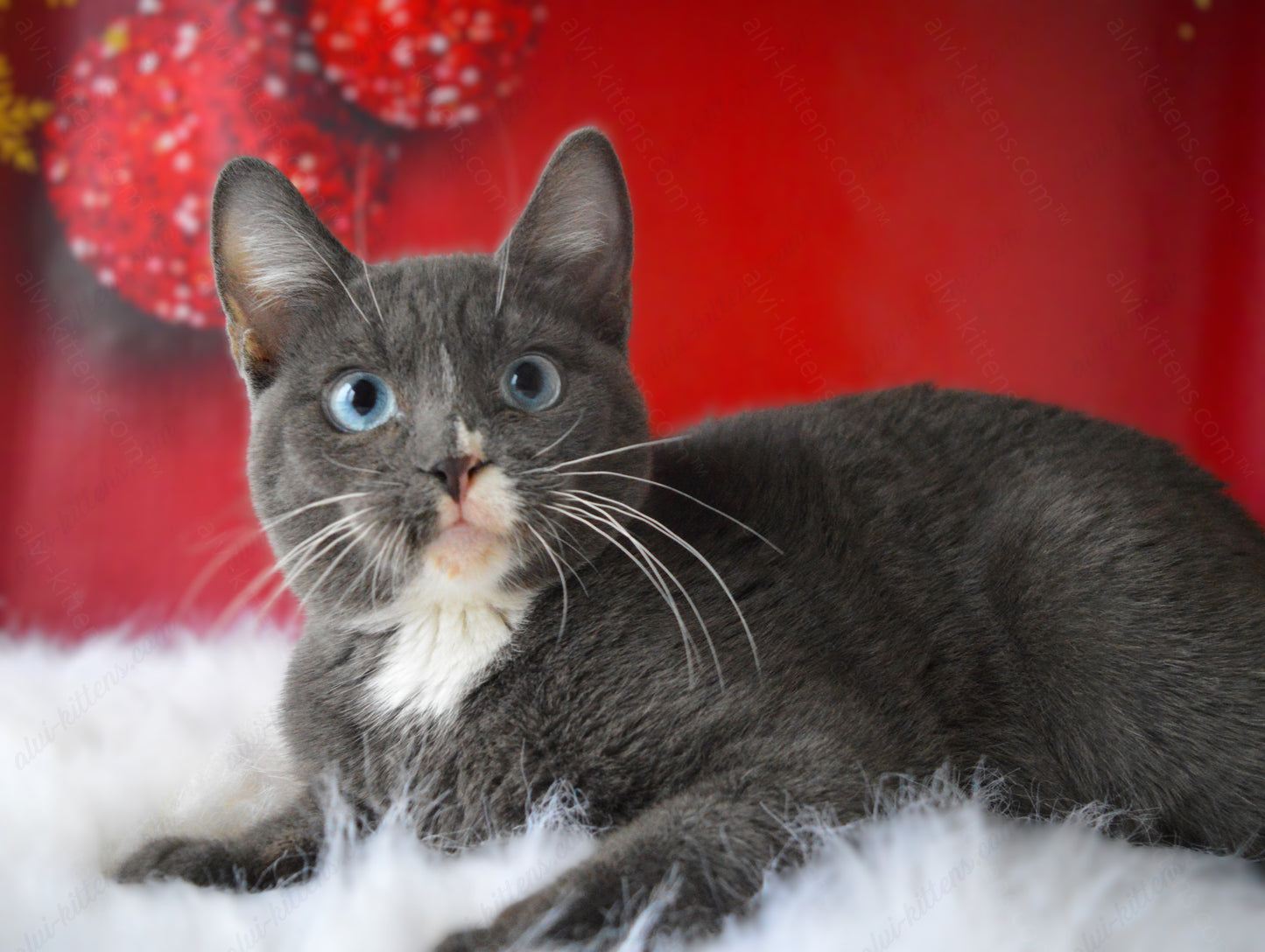 British shorthair kitten name "BM-002"