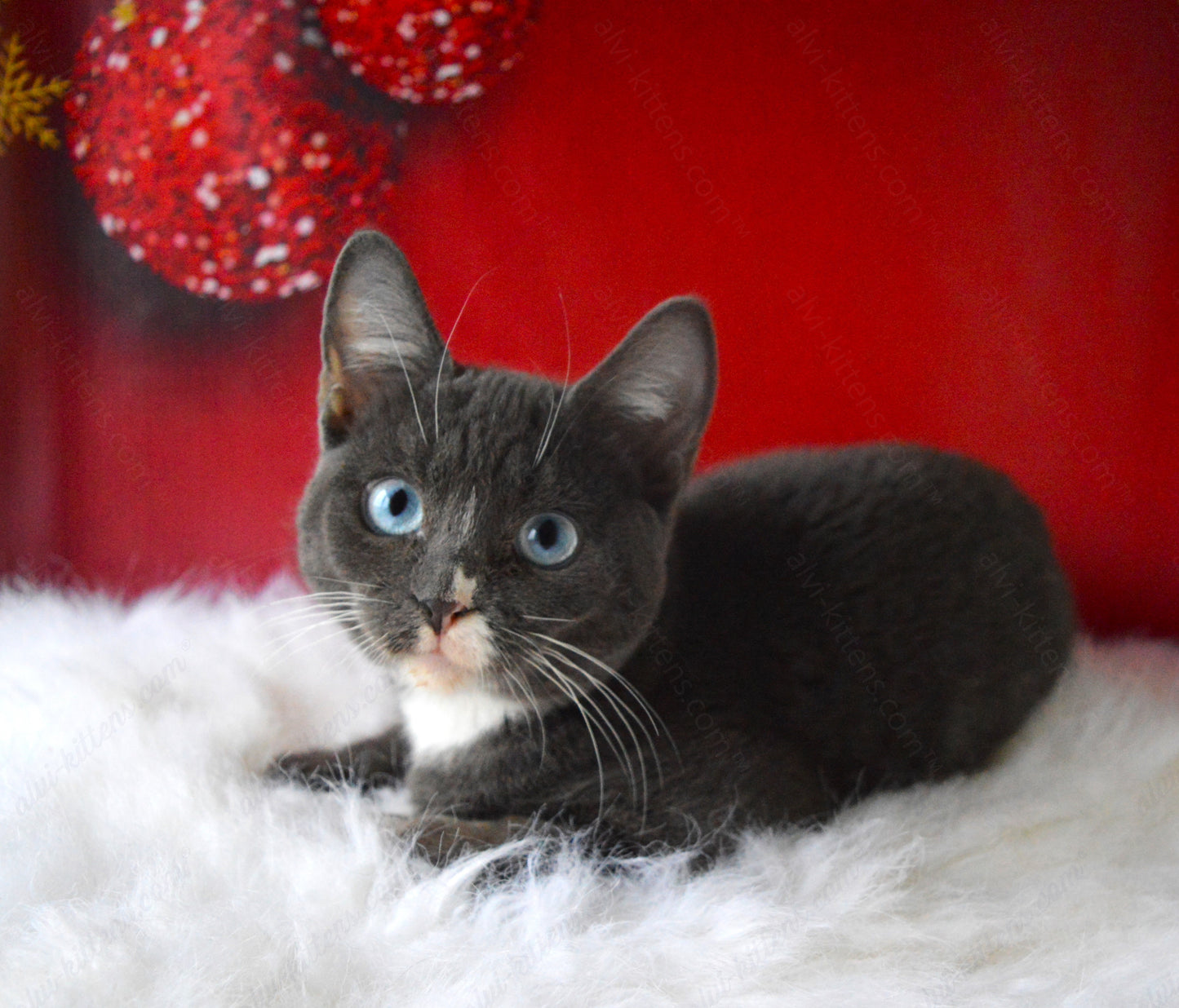 British shorthair kitten name "BM-002"