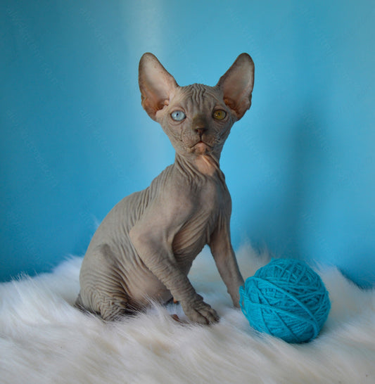 Canadian Sphynx Kitten "CSm-019" DBE