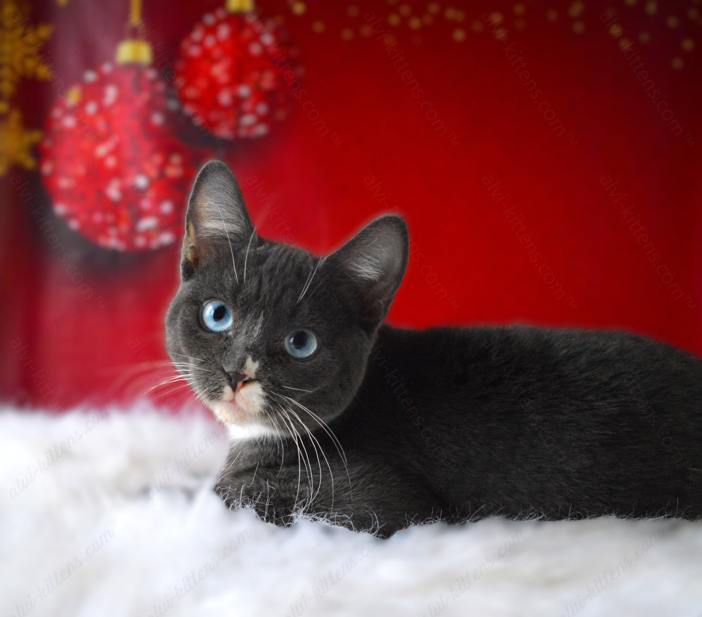 British shorthair kitten name "BM-002"