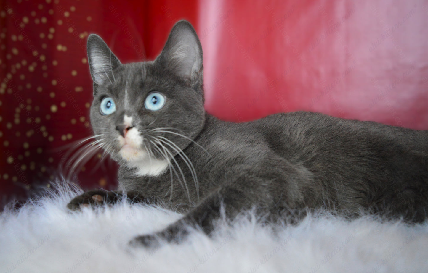 British shorthair kitten name "BM-002"