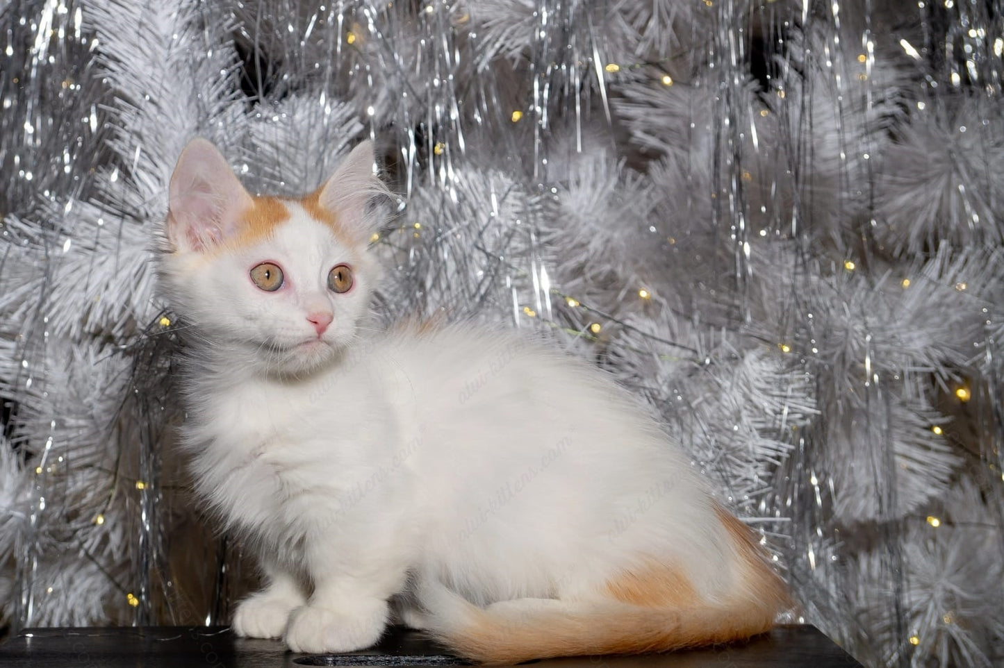 Munchkin Kitten Name "MNm-003" WP MNL