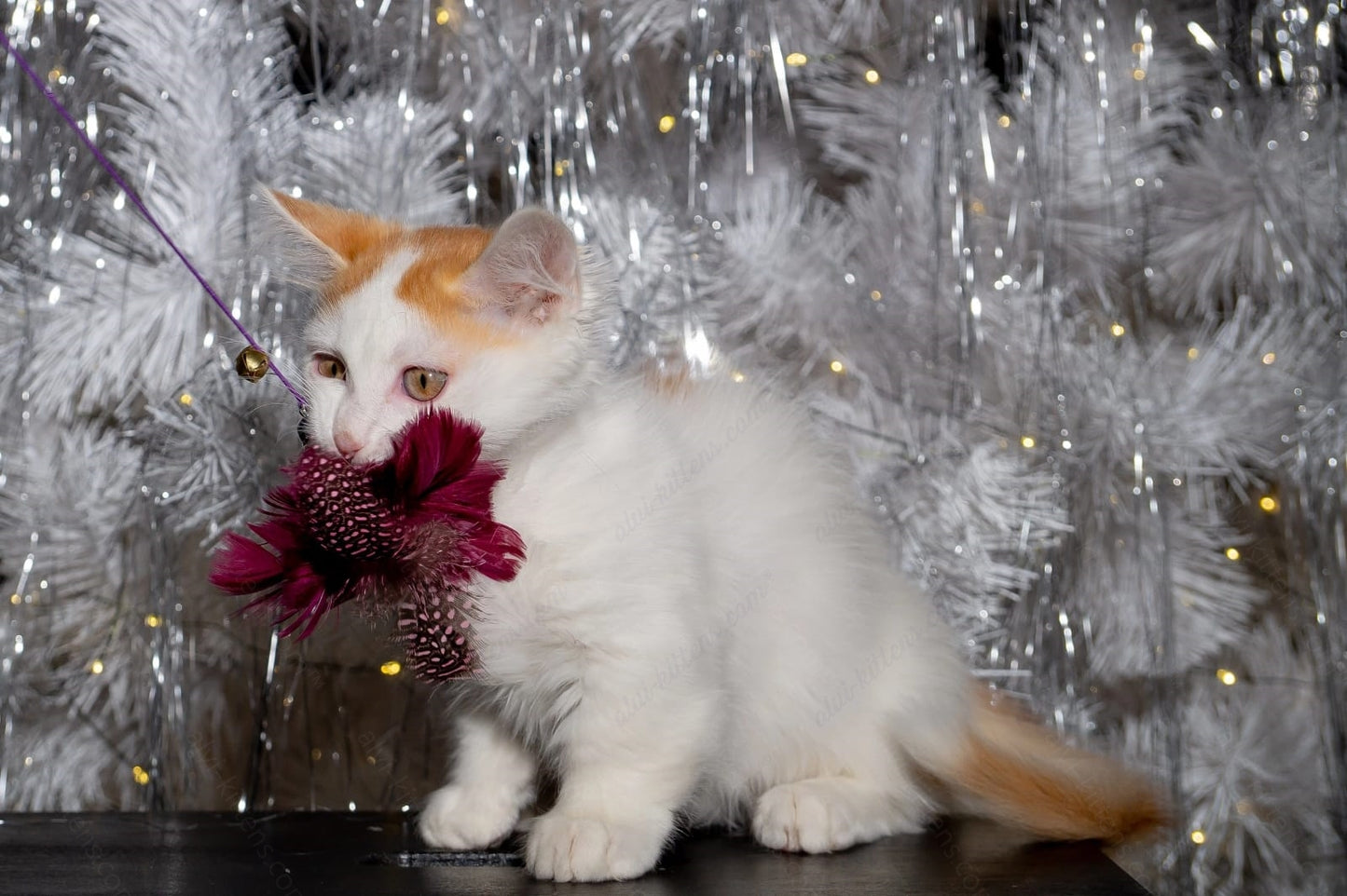 Munchkin Kitten Name "MNm-003" WP MNL