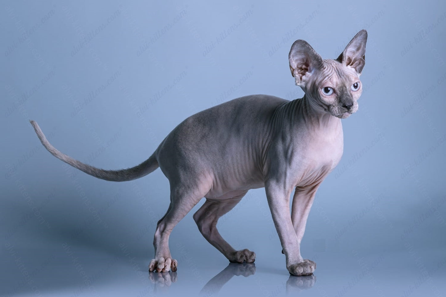 Canadian Sphynx Kitten "CSf-022"