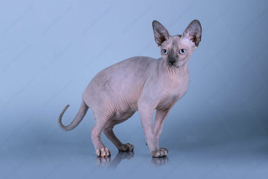 Canadian Sphynx Kitten "CSf-022"