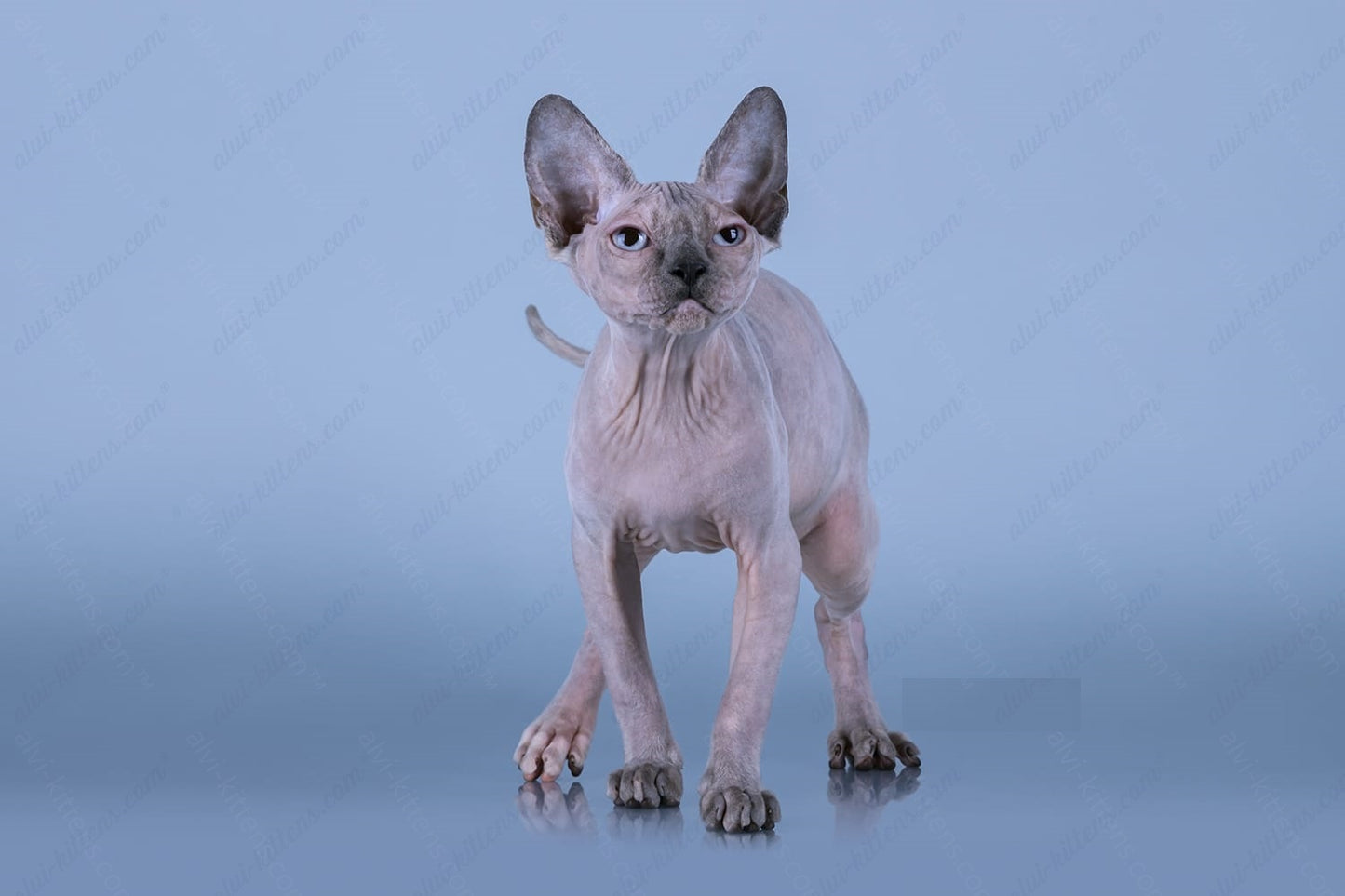 Canadian Sphynx Kitten "CSf-022"