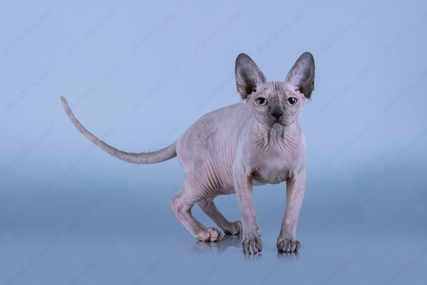 Canadian Sphynx Kitten "CSf-022"