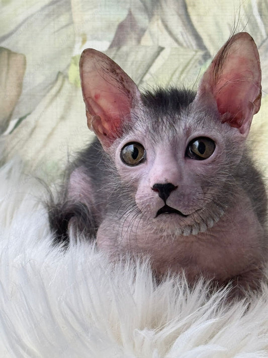 Lykoi Kitten Name "Vm-03"