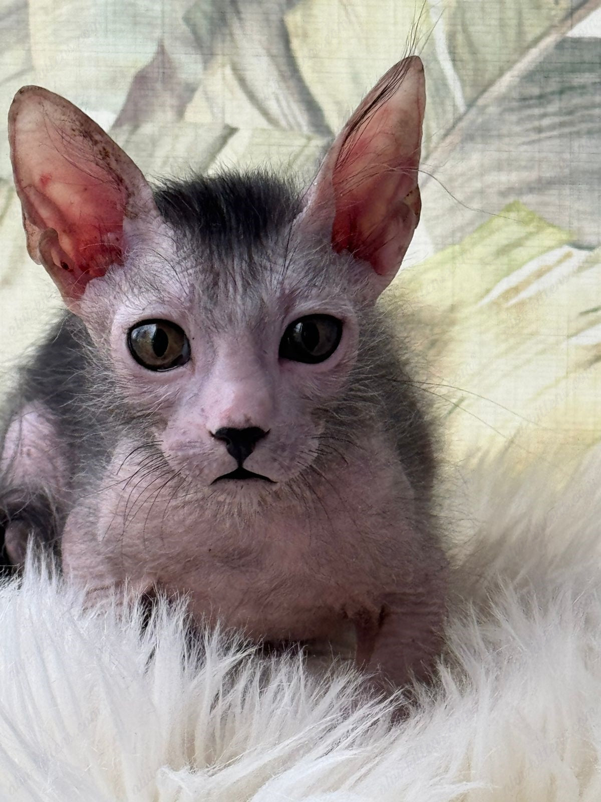 Lykoi Kitten Name "Vm-03"