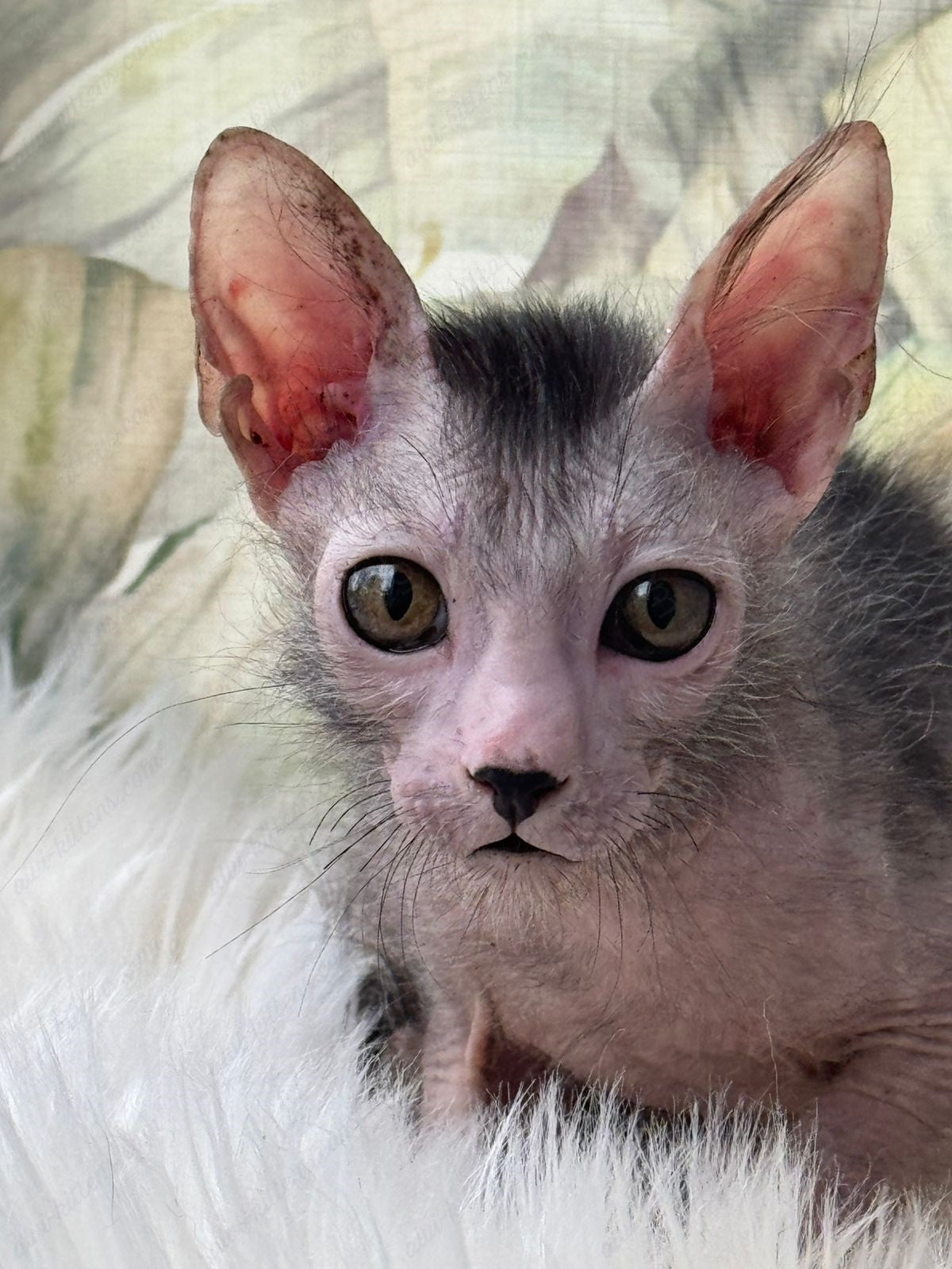 Lykoi Kitten Name "Vm-03"