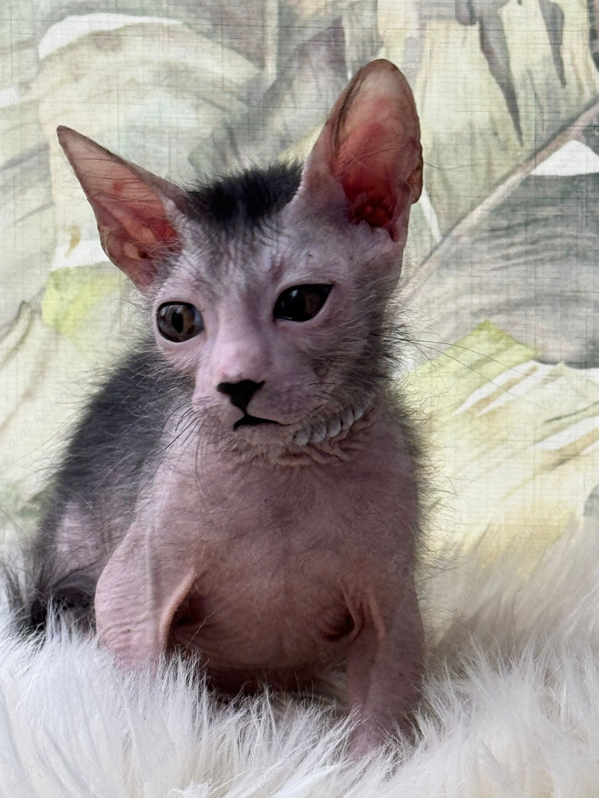 Lykoi Kitten Name "Vm-03"