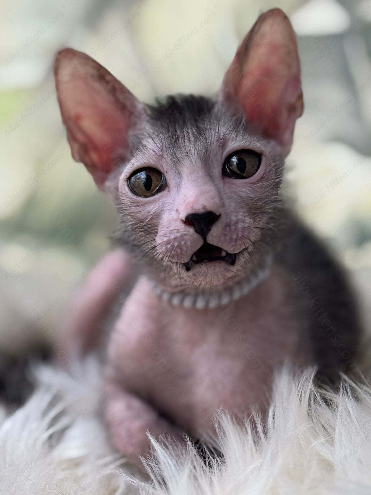 Lykoi Kitten Name "Vm-03"