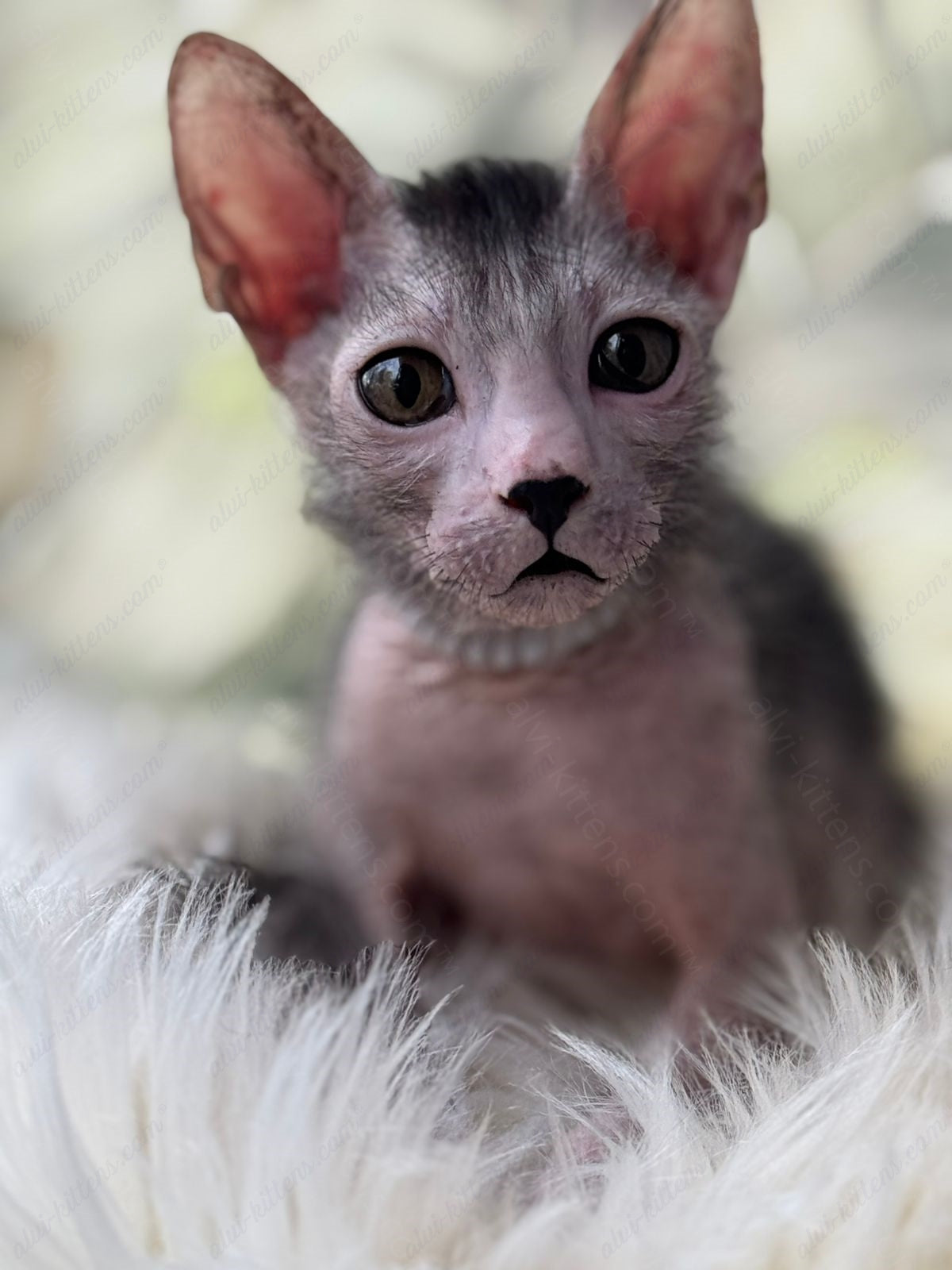 Lykoi Kitten Name "Vm-03"