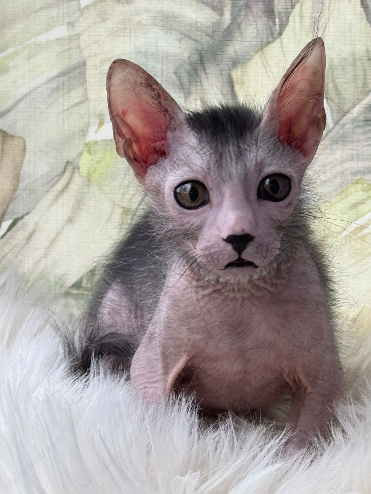 Lykoi Kitten Name "Vm-03"