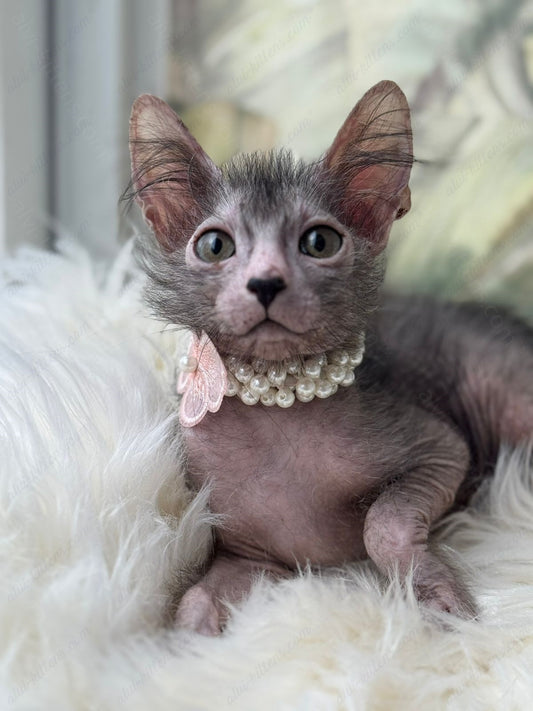 Lykoi Kitten Name "Vf-01"