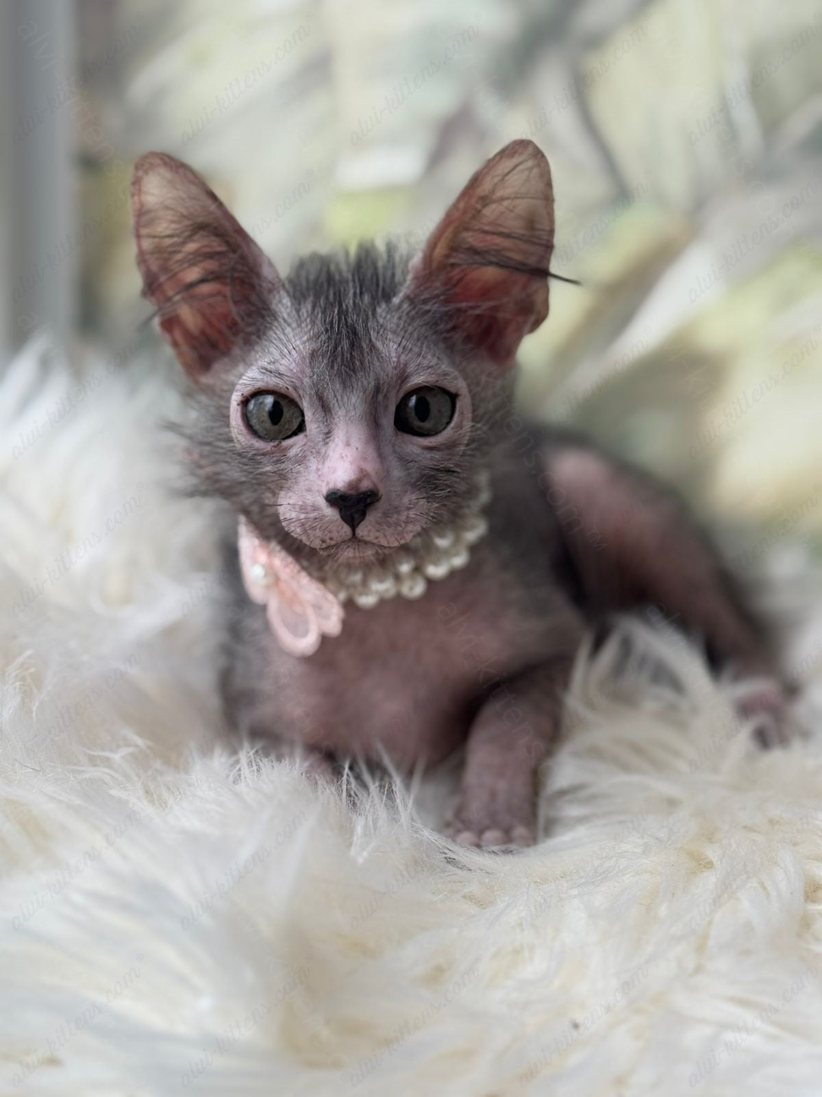 Lykoi Kitten Name "Vf-01"