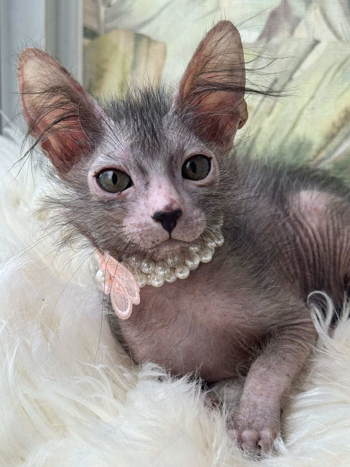 Lykoi Kitten Name "Vf-01"