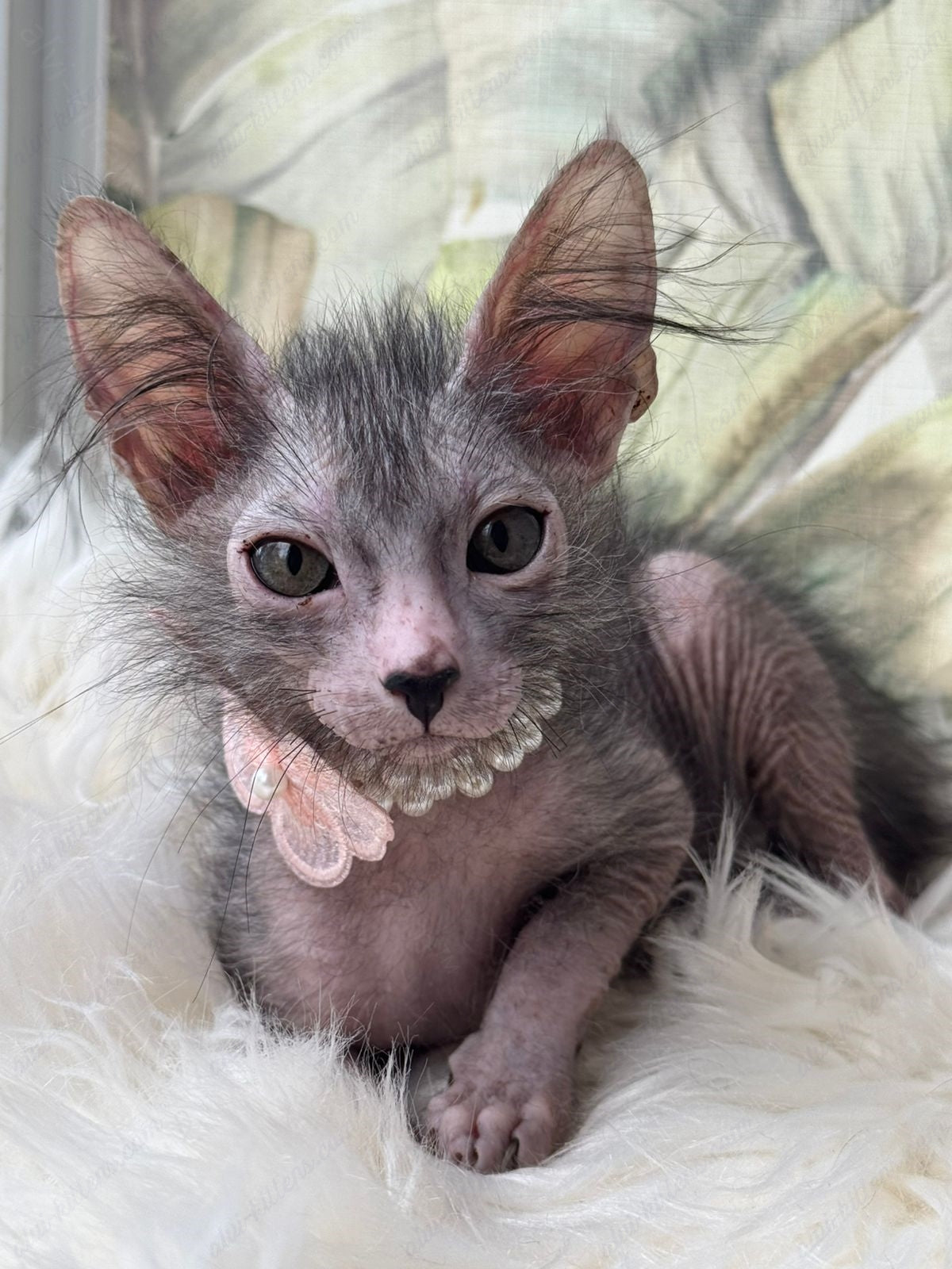 Lykoi Kitten Name "Vf-01"