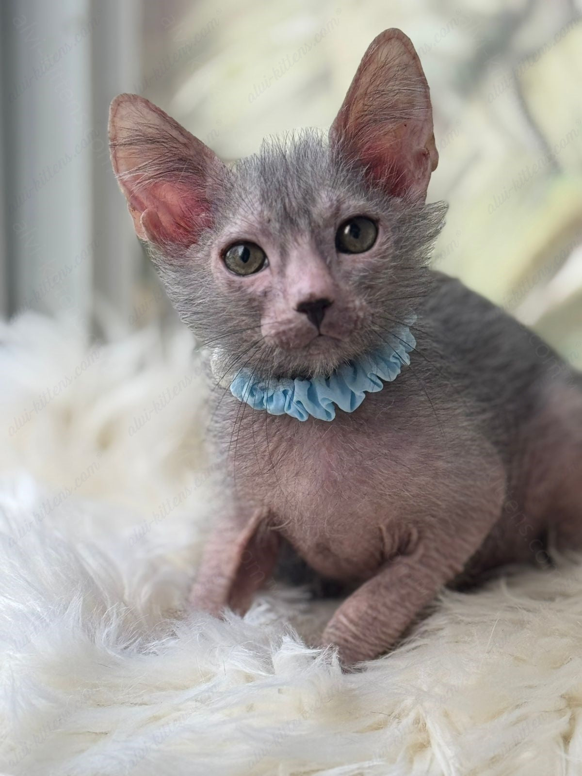 Lykoi Kitten Name "Vm-04"