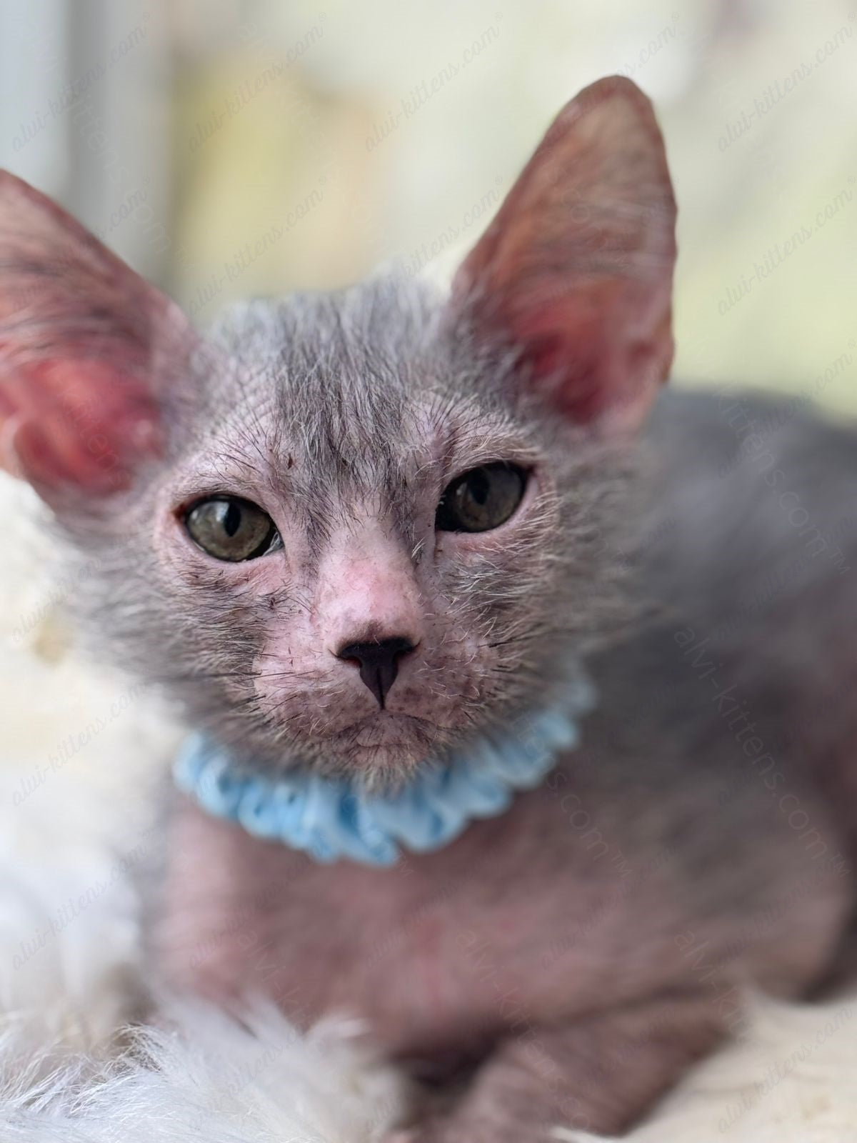 Lykoi Kitten Name "Vm-04"