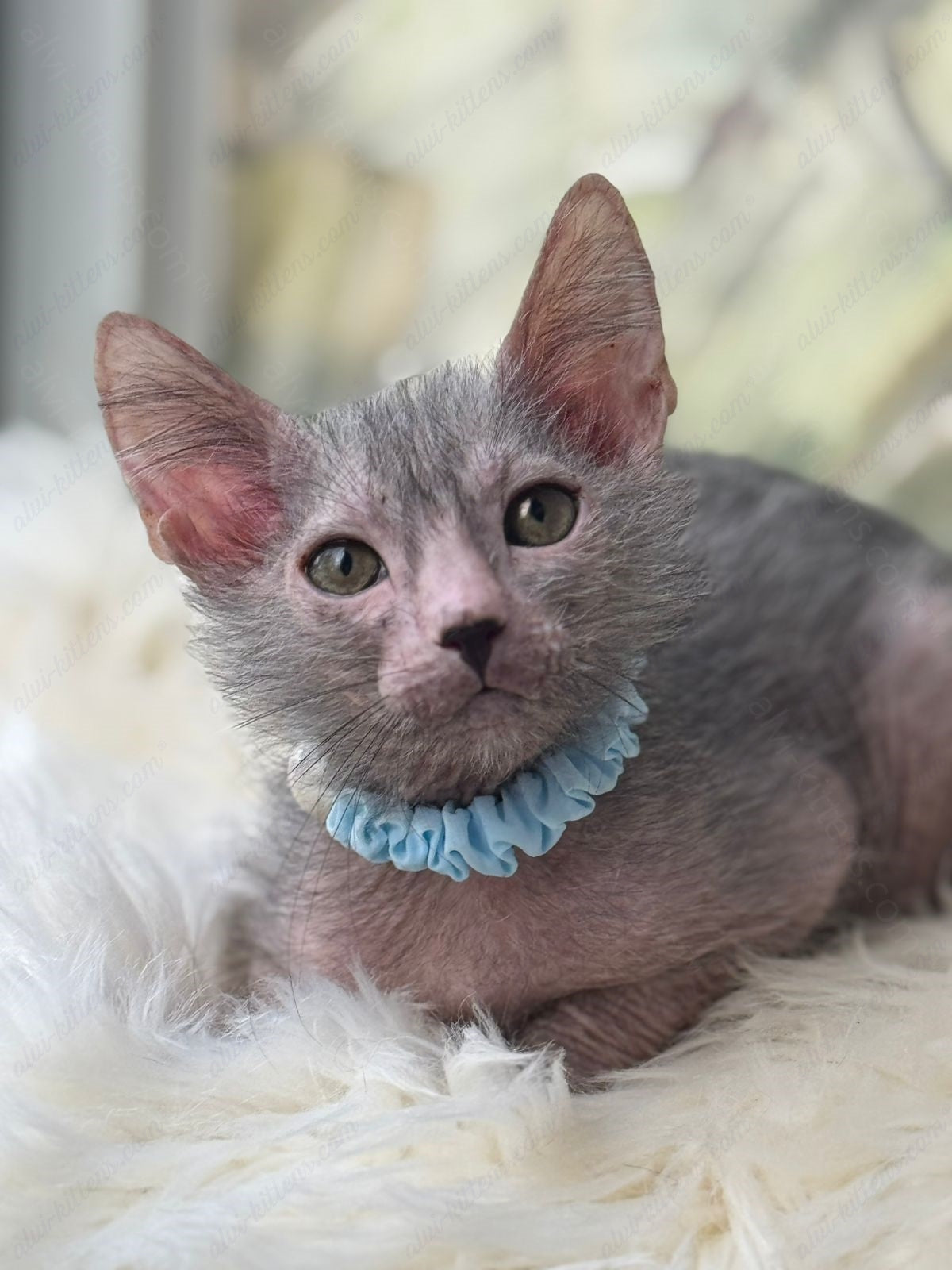 Lykoi Kitten Name "Vm-04"