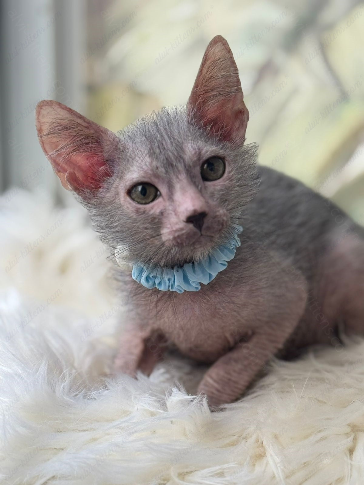 Lykoi Kitten Name "Vm-04"