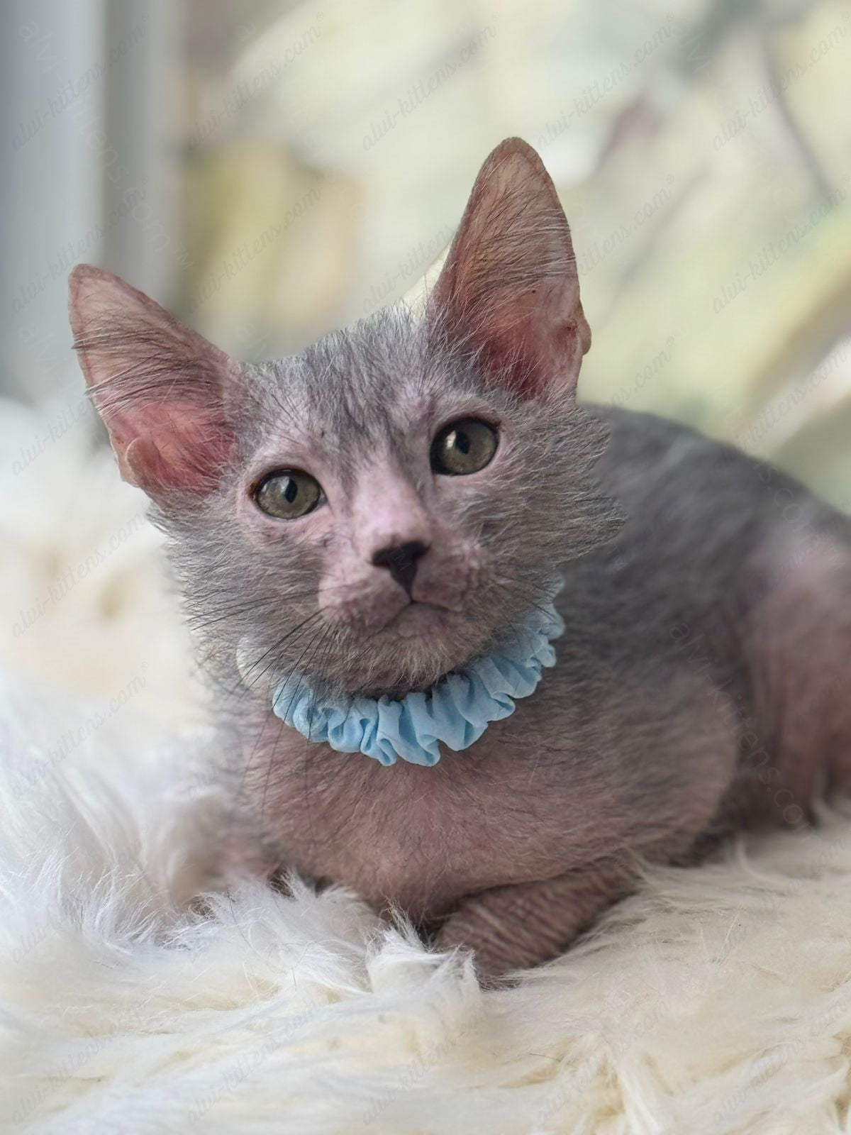 Lykoi Kitten Name "Vm-04"