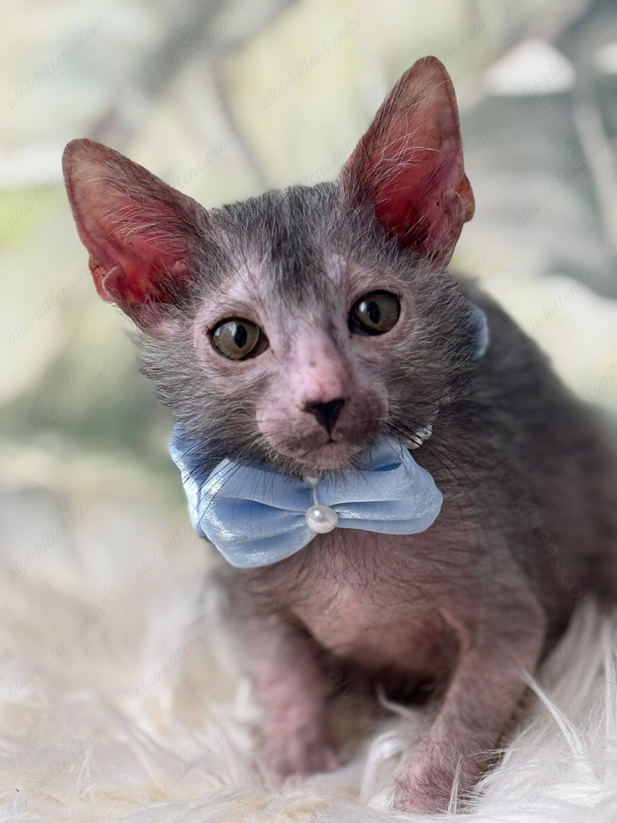 Lykoi Kitten Name "Vm-05"