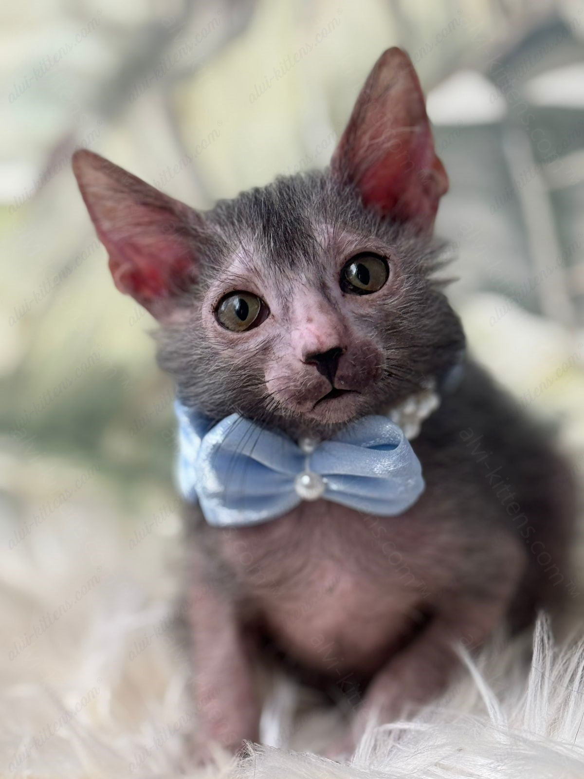 Lykoi Kitten Name "Vm-05"